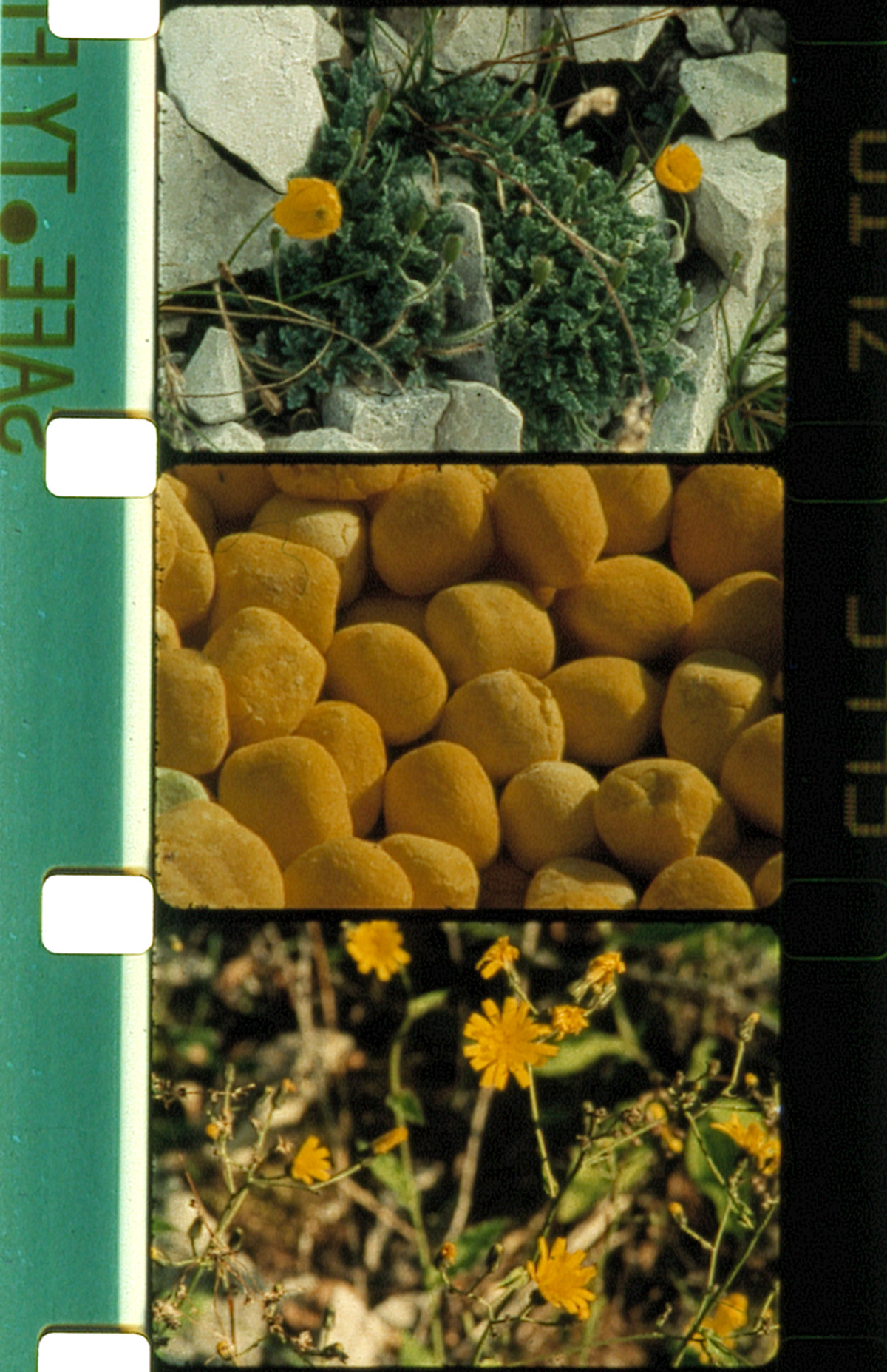 Bild für den Film Bouqets 110