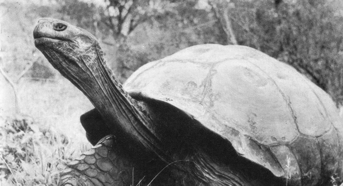 Bild für den Film Elefantenschildkröten