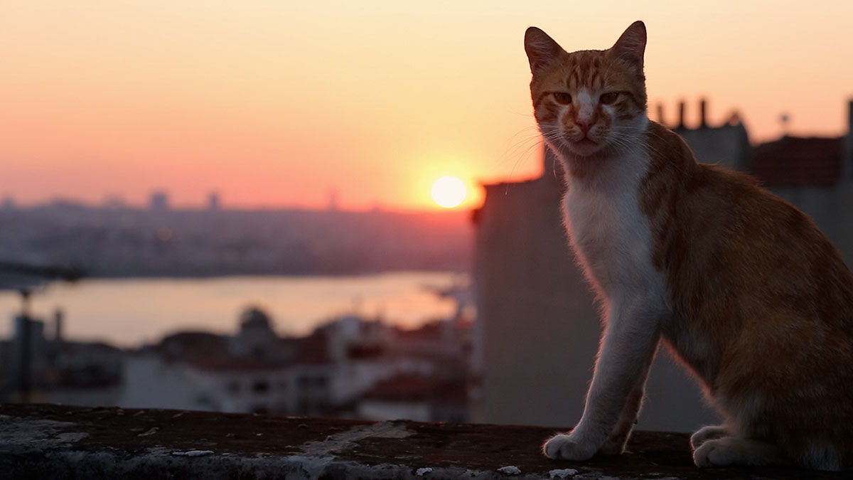 Bild für den Film Kedi  von Katzen und Menschen