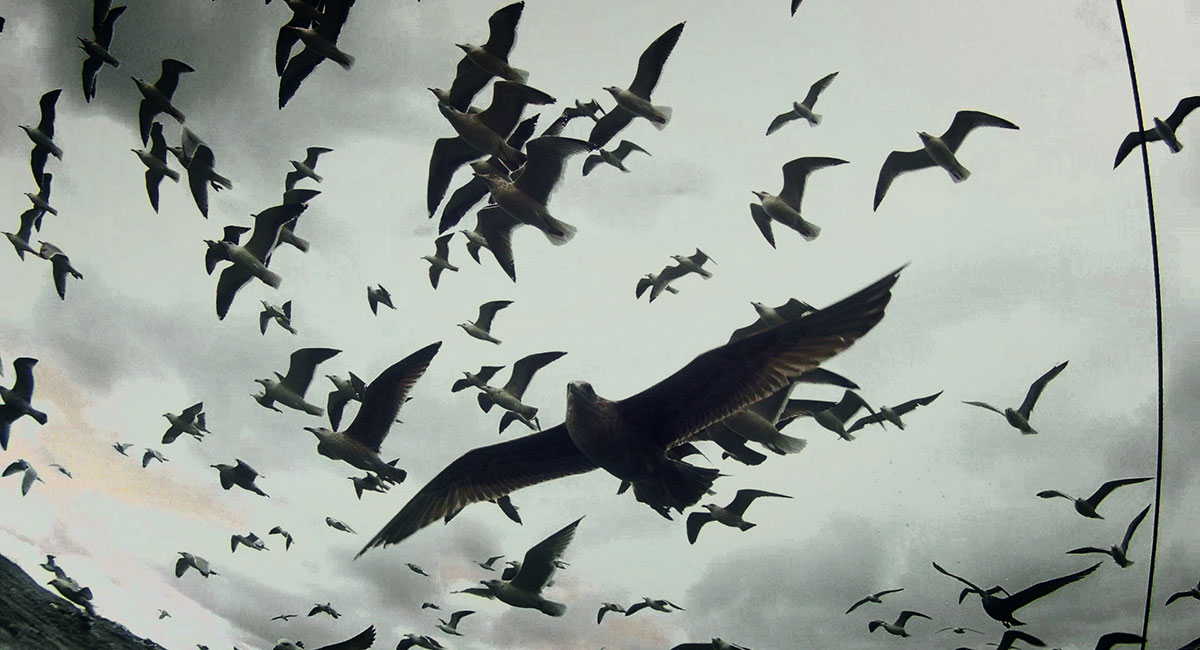 Bild für den Film Leviathan
