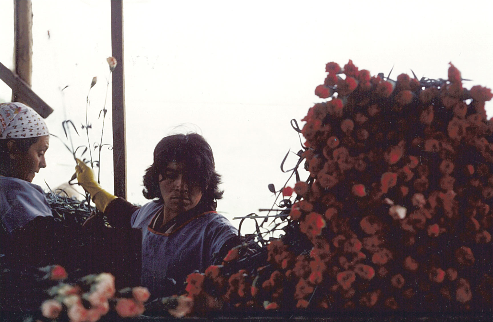 Bild für den Film Love, Women and Flowers